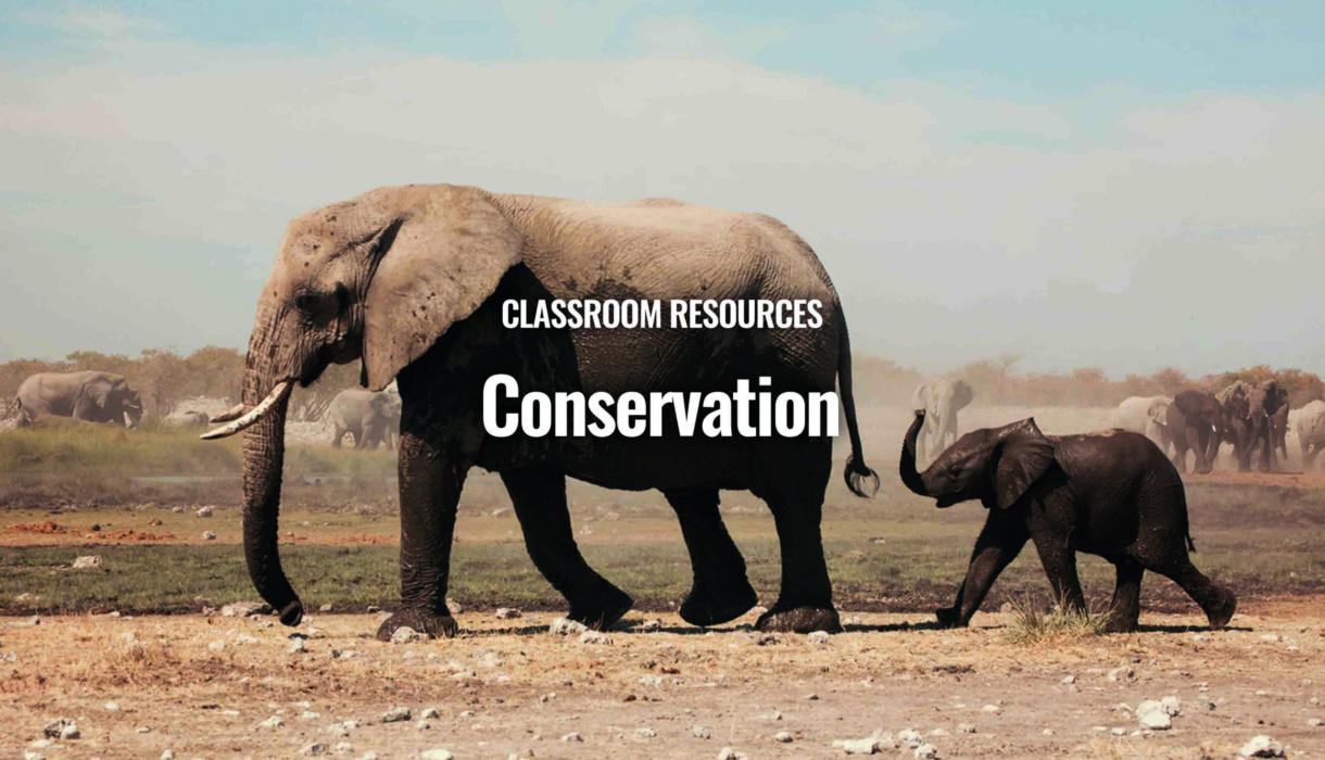 Conservation | Teaching Times