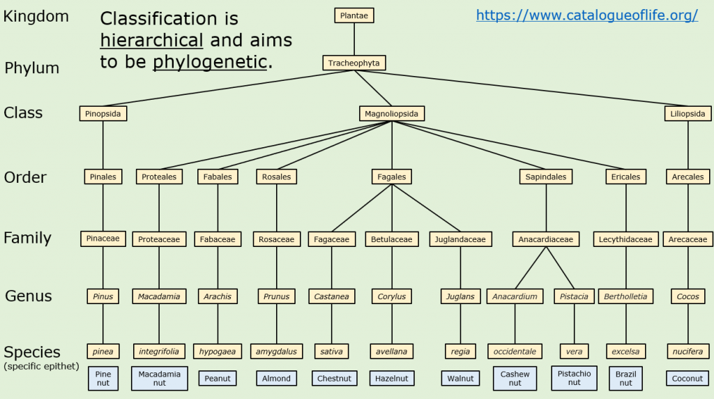 Chart showing the scientific classifications of nuts.