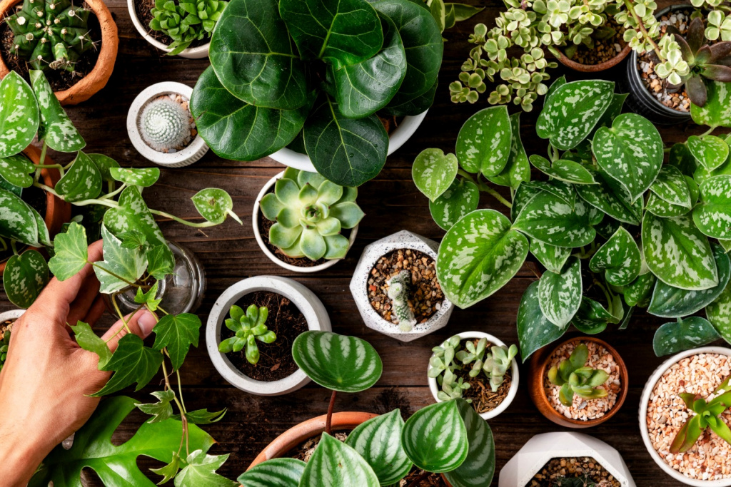 Houseplants arranged on a table.