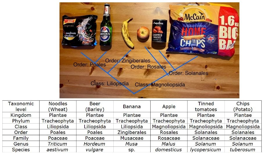 Scientific classifications of kitchen foods.